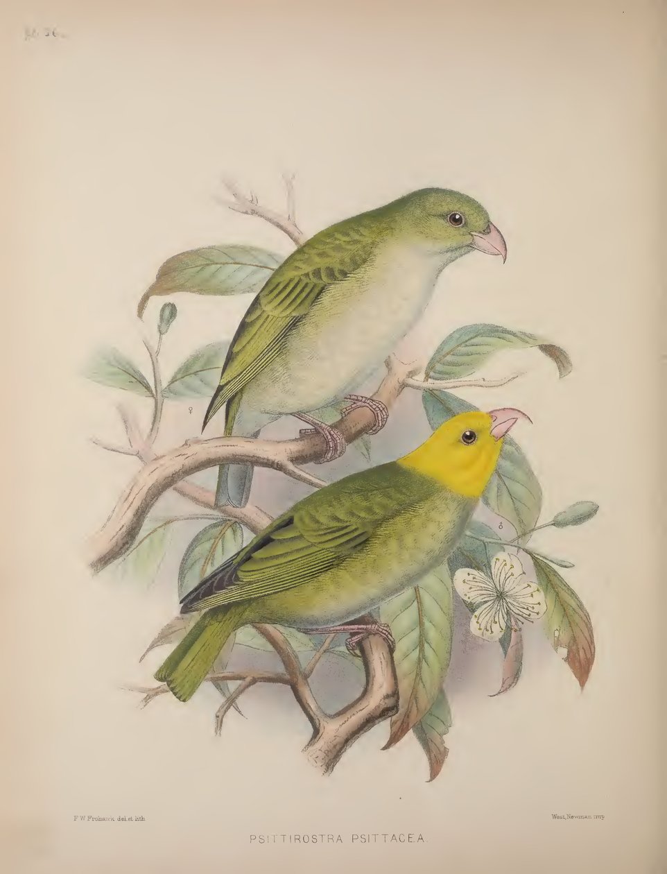 Psittirostra Psittacea ، من "Aves Hawaiienses: The Bird of the Sandwich Islands" بقلم سكوت ب. ويلسون بواسطة فريدريك ويليام فروهاوك