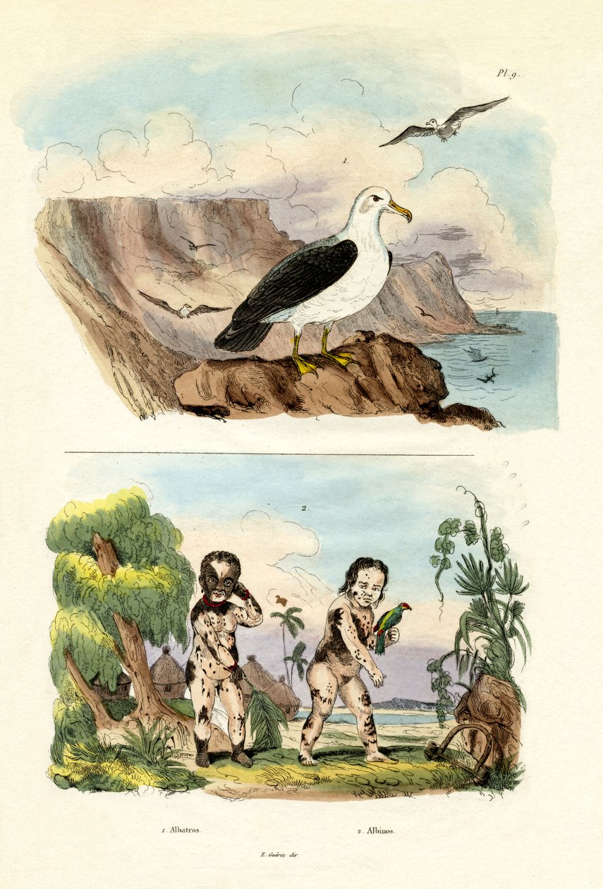 الباتروس ، 1833-1839 بواسطة المدرسة الفرنسية