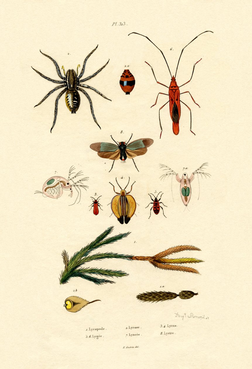 جبال الألب Clubmoss1833-39 بواسطة المدرسة الفرنسية