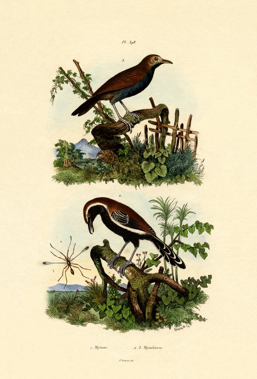 Antbirds ، 1833-1839 بواسطة المدرسة الفرنسية