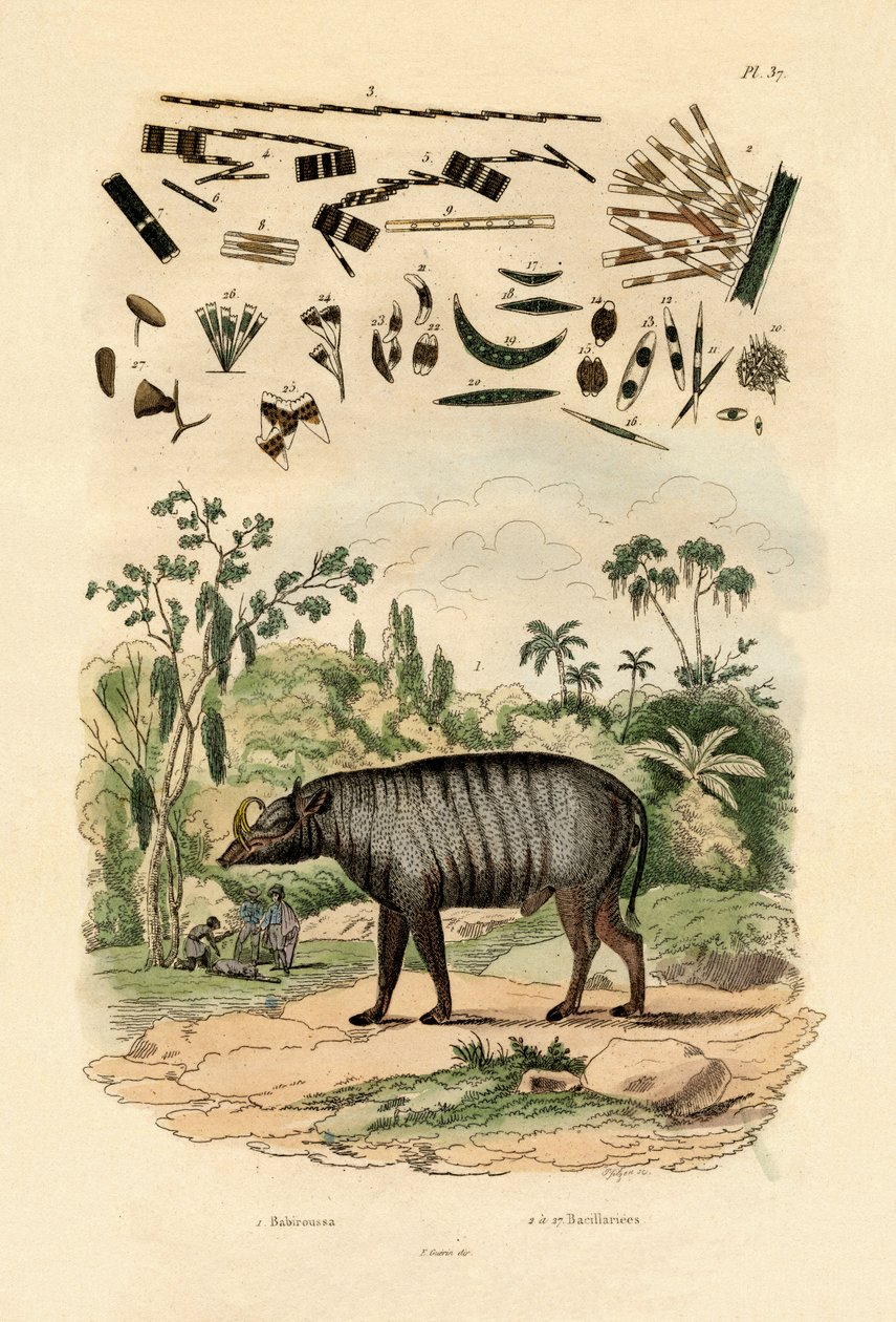 بابيروسا ، 1833-1839 بواسطة المدرسة الفرنسية