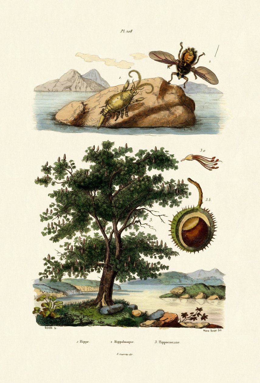 بيت علة ، 1833-1839 بواسطة المدرسة الفرنسية