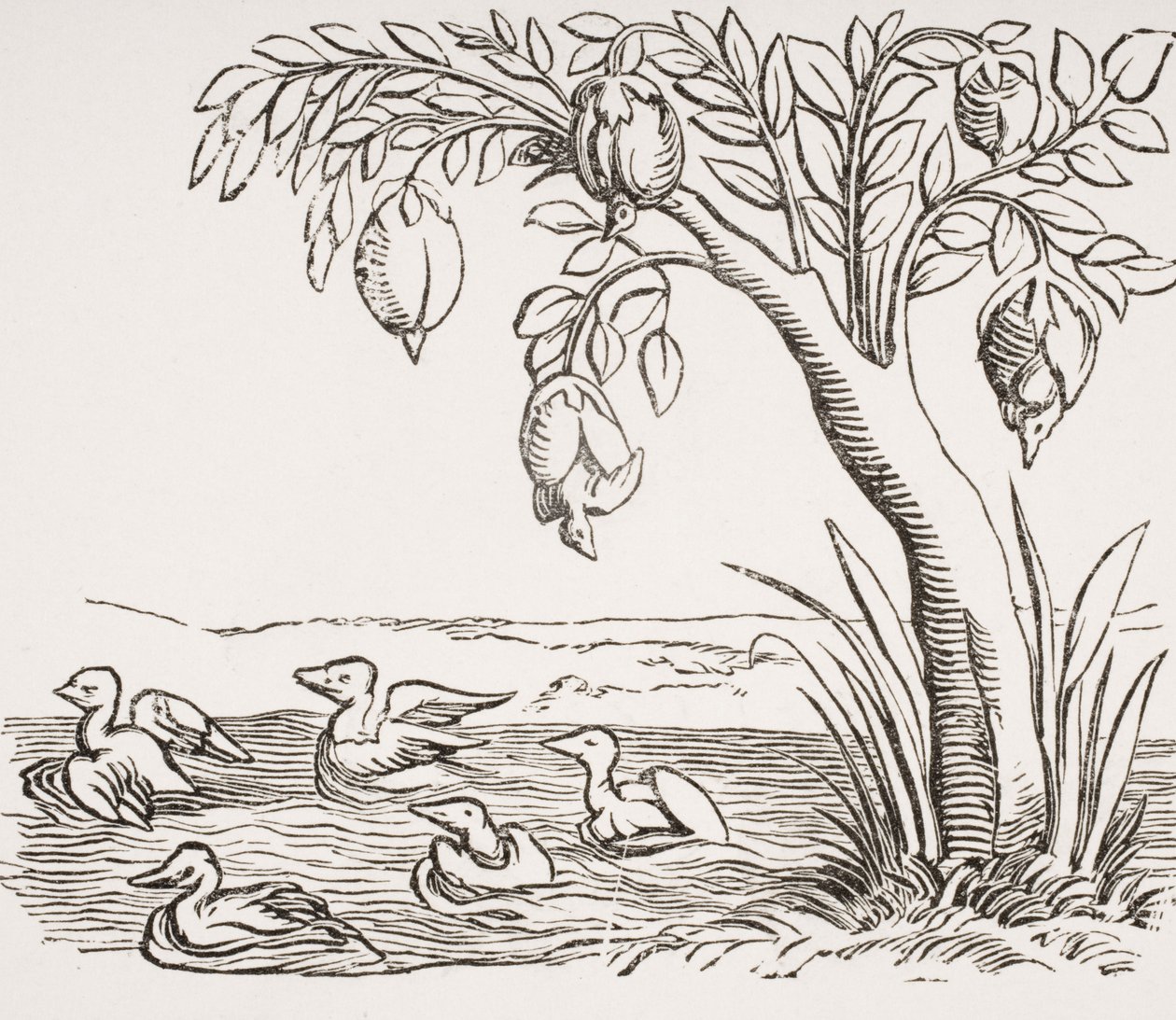 إبر بارناكل ، بعد قطع خشبية في "Cosmographie Universelle" ، 1552 ، من "Le Moyen Age et La Renaissance" بواسطة Paul Lacroix (1806-1884) تم نشره عام 1847 بواسطة المدرسة الفرنسية