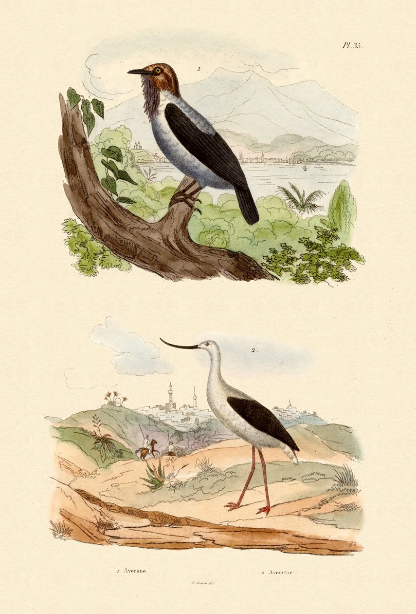 بلبيرد الملتحي 1833-39 بواسطة المدرسة الفرنسية