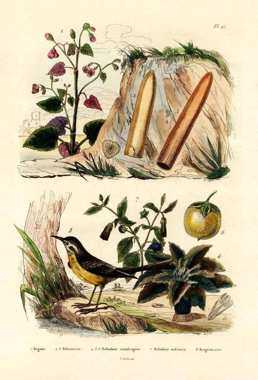 بيجونيا ، 1833-1839 بواسطة المدرسة الفرنسية