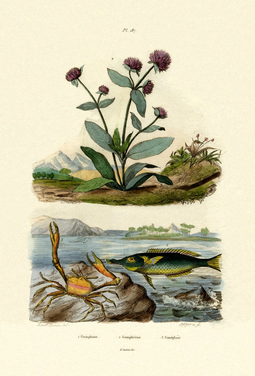 طائر Wrasse ، 1833-1839 بواسطة المدرسة الفرنسية