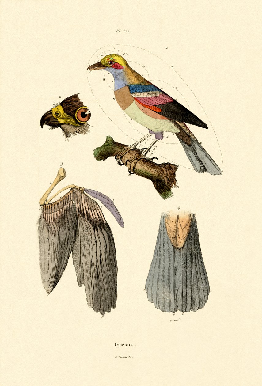 الطيور ، 1833-1839 بواسطة المدرسة الفرنسية