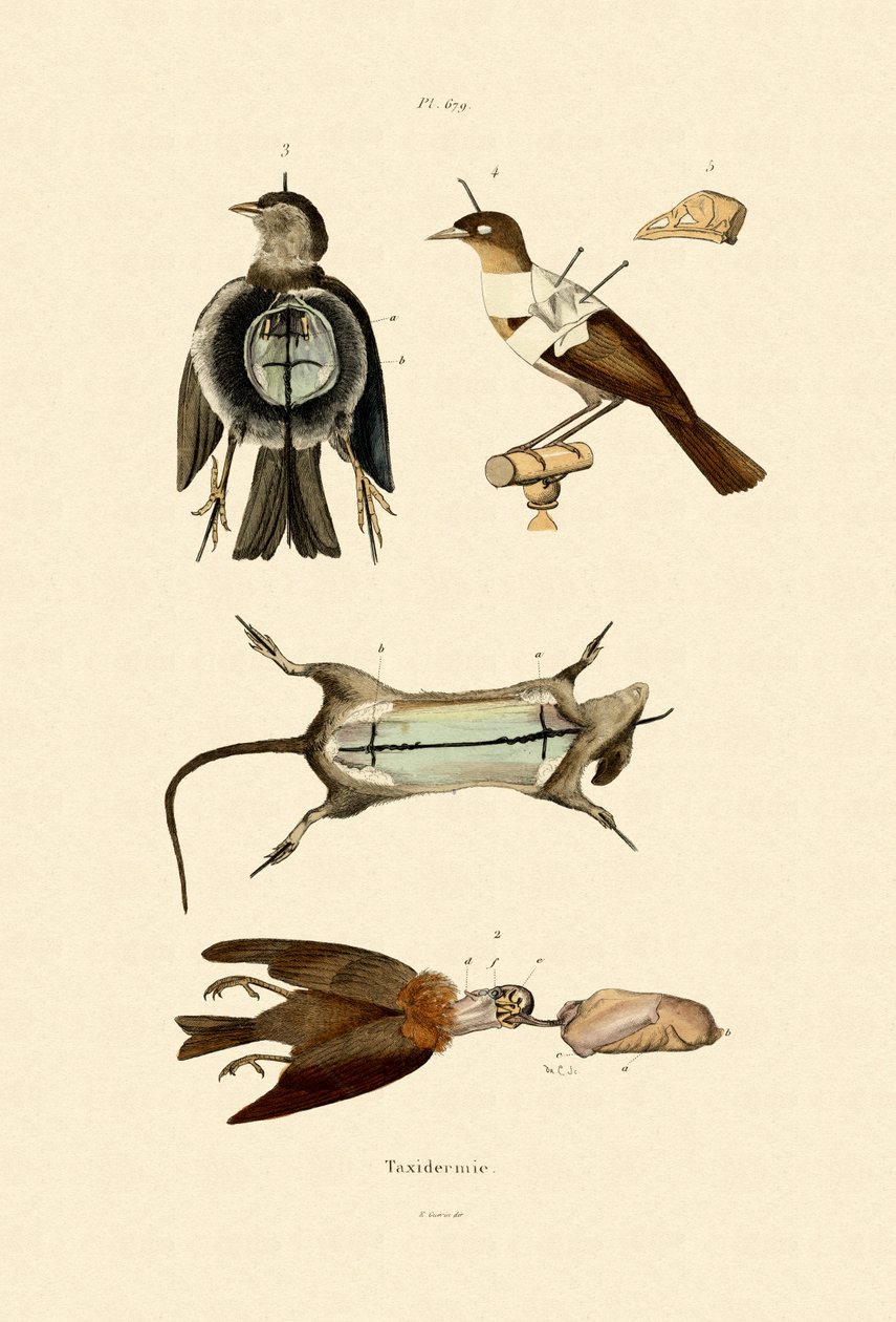 الطيور ، 1833-1839 بواسطة المدرسة الفرنسية