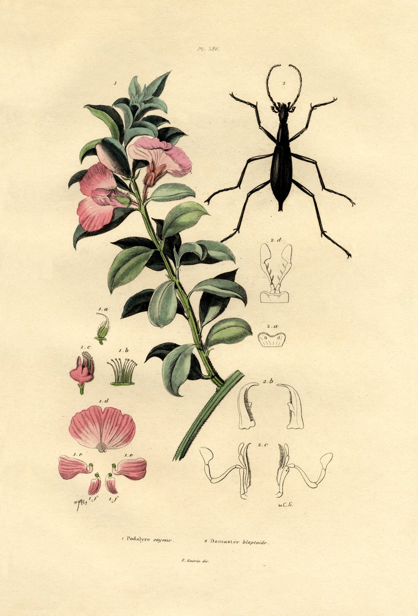 الأزرق البري النيلي ، 1833-1839 بواسطة المدرسة الفرنسية