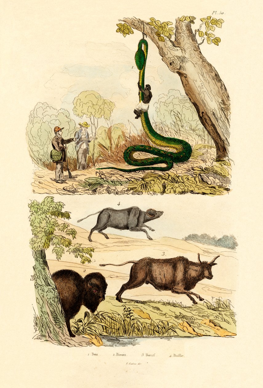 بوا ، 1833-1839 بواسطة المدرسة الفرنسية