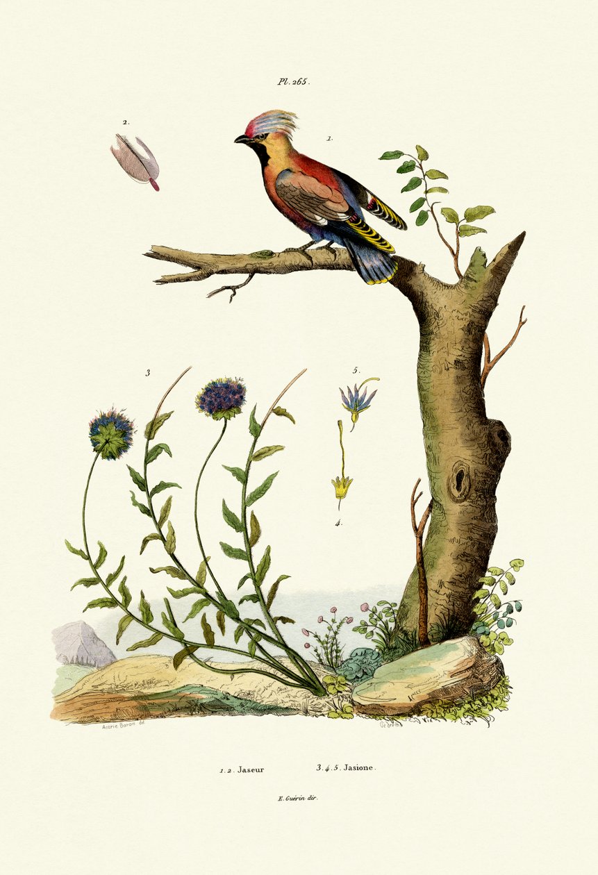 Waxwing البوهيمي ، 1833-1839 بواسطة المدرسة الفرنسية
