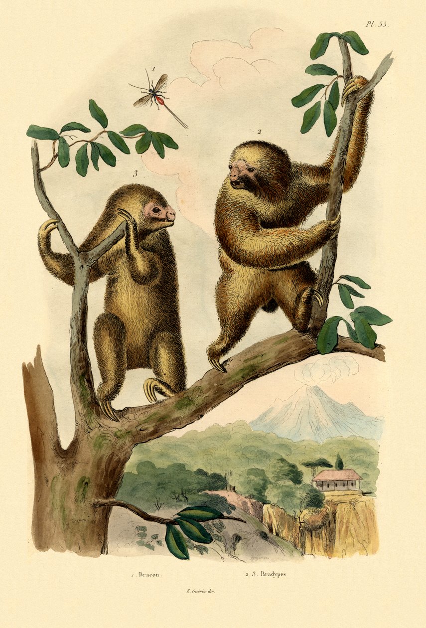 دبور Braconid ، 1833-1839 بواسطة المدرسة الفرنسية