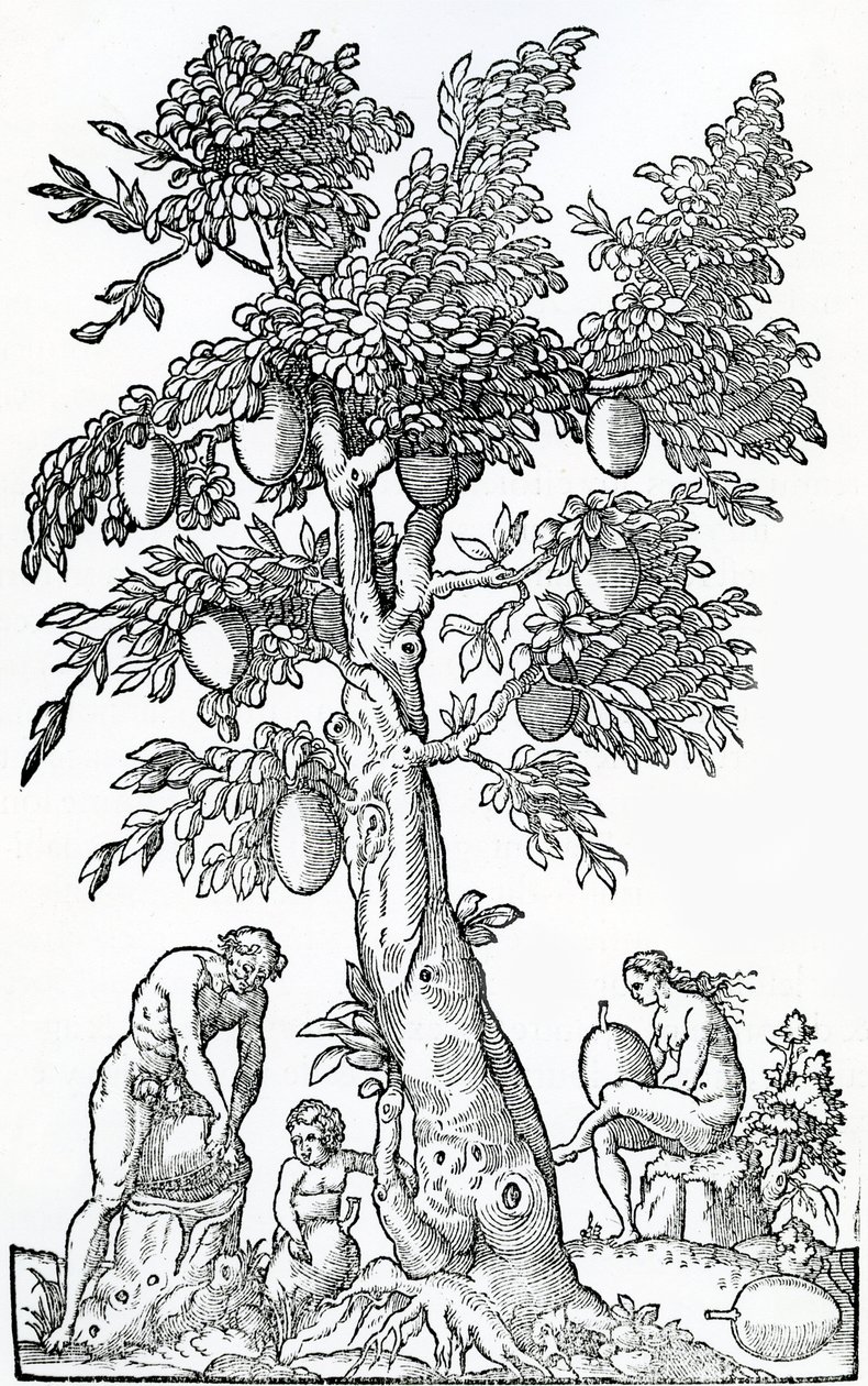 حصاد الخبز ، التوضيح من خصوصيات فرنسا في القطب الجنوبي ، بقلم أندريه دي ثيفت ، 1558 بواسطة المدرسة الفرنسية