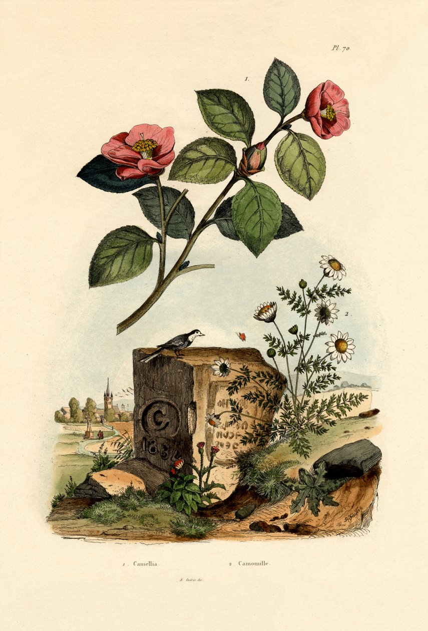 كاميليا ، 1833-1839 بواسطة المدرسة الفرنسية