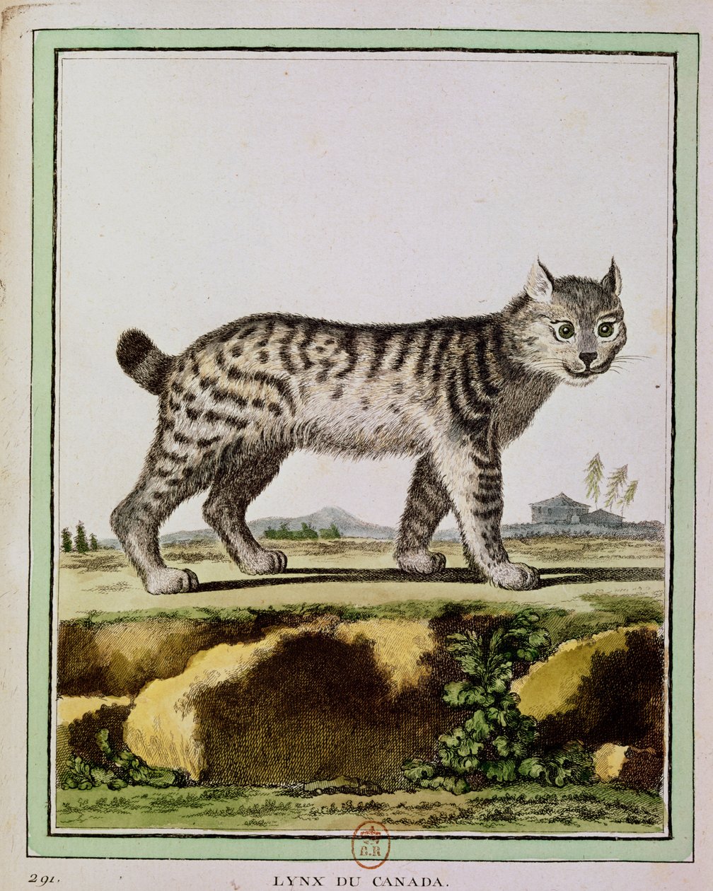 الوشق الكندي (Lynx Canadensis) بواسطة المدرسة الفرنسية