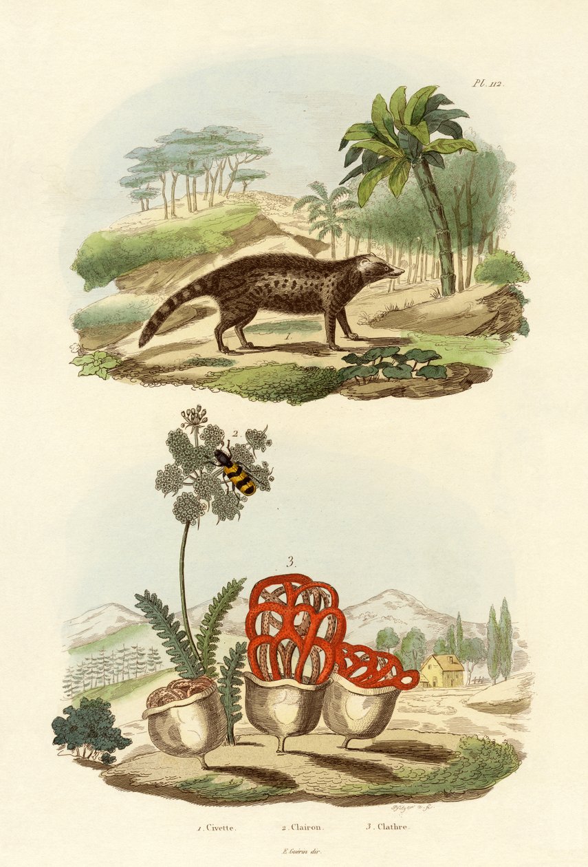الزباد ، 1833-1839 بواسطة المدرسة الفرنسية