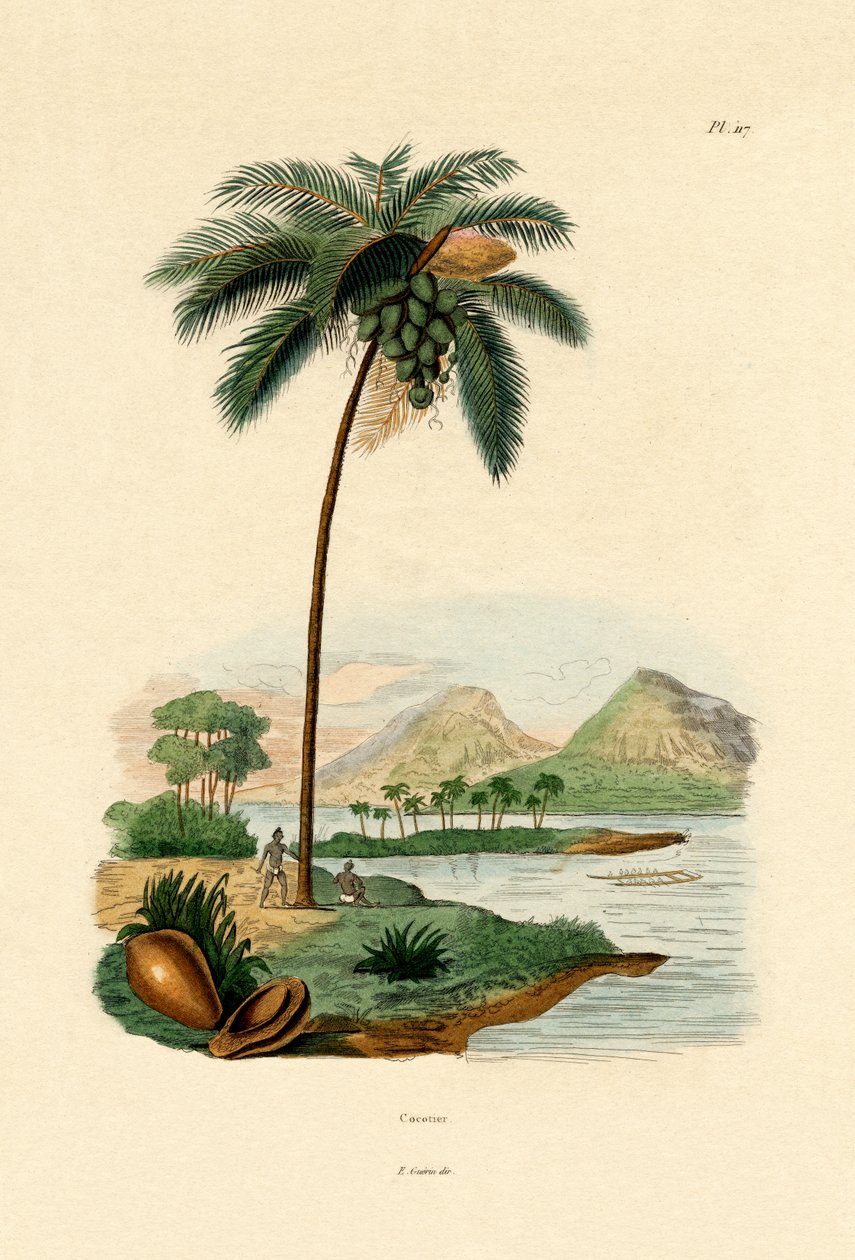 نخيل جوز الهند ، 1833-1839 بواسطة المدرسة الفرنسية