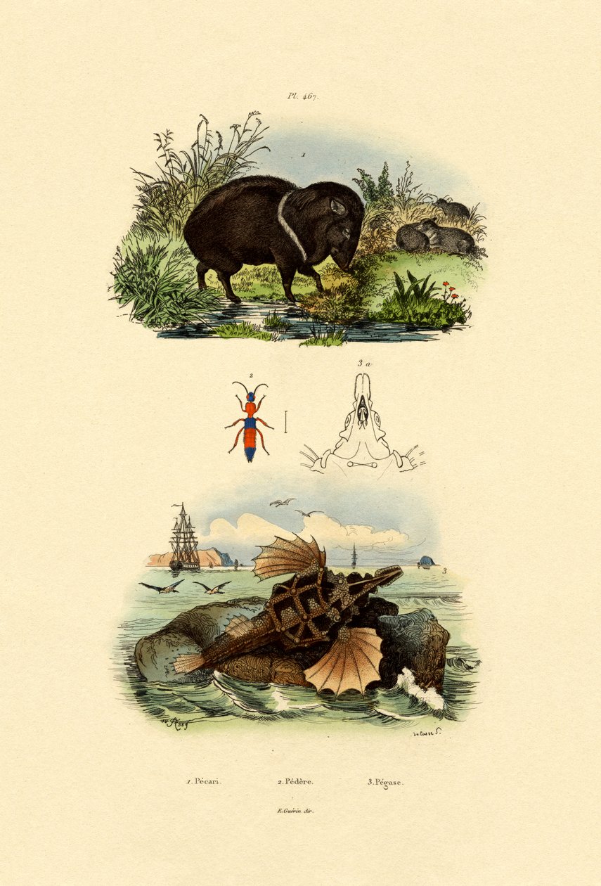 Collared Peccary ، 1833-39 بواسطة المدرسة الفرنسية
