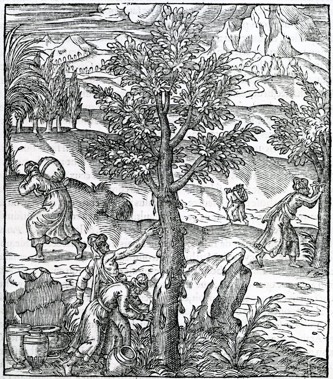 جمع البخور من أشجار الصنوبر ، التوضيح من Cosmographie Universelle ، بقلم أندريه دي ثيفت ، 1575 بواسطة المدرسة الفرنسية