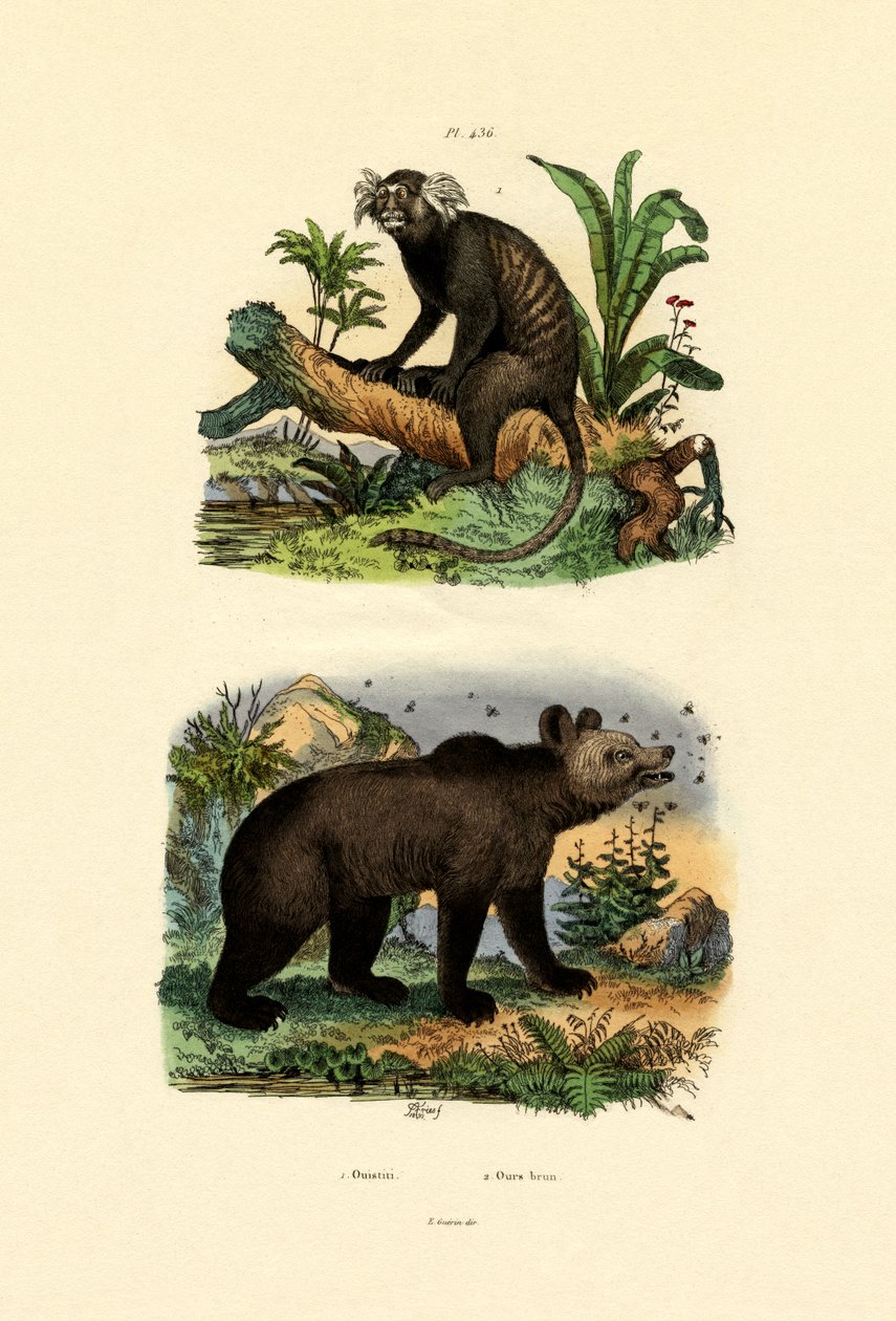 Marmoset المشتركة ، 1833-1839 بواسطة المدرسة الفرنسية