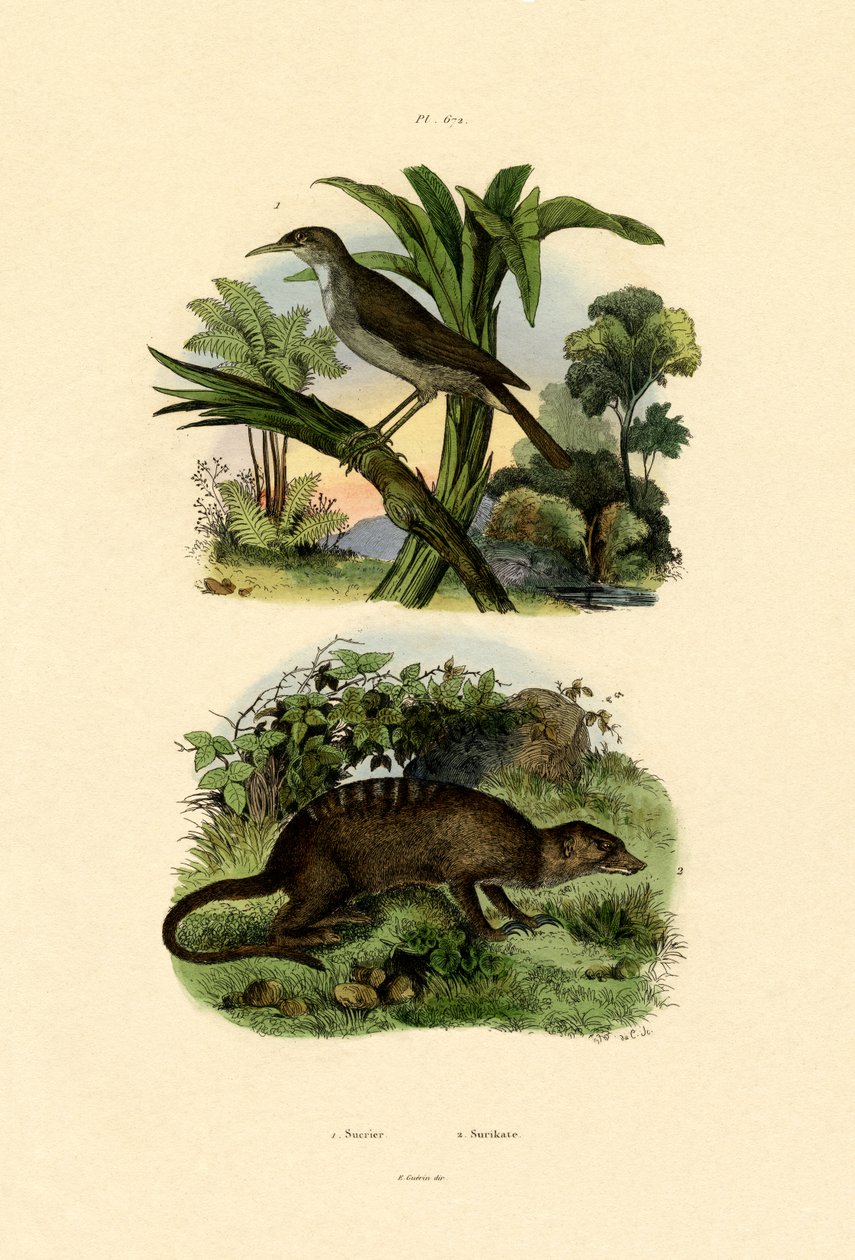 Conebill ، 1833-1839 بواسطة المدرسة الفرنسية