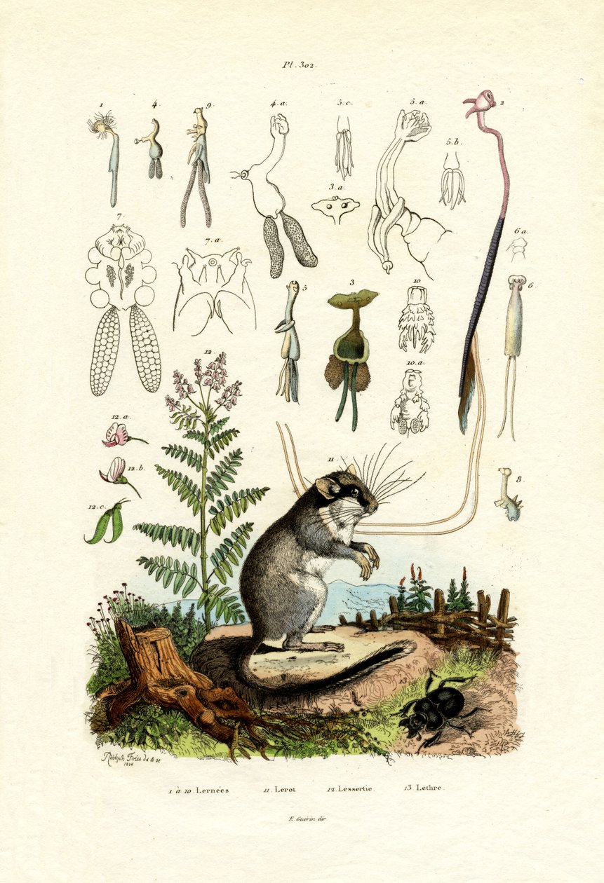 Copepods ، 1833-1839 بواسطة المدرسة الفرنسية