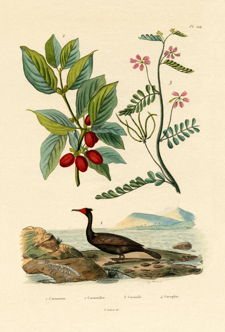 الغاق ، 1833-1839 بواسطة المدرسة الفرنسية