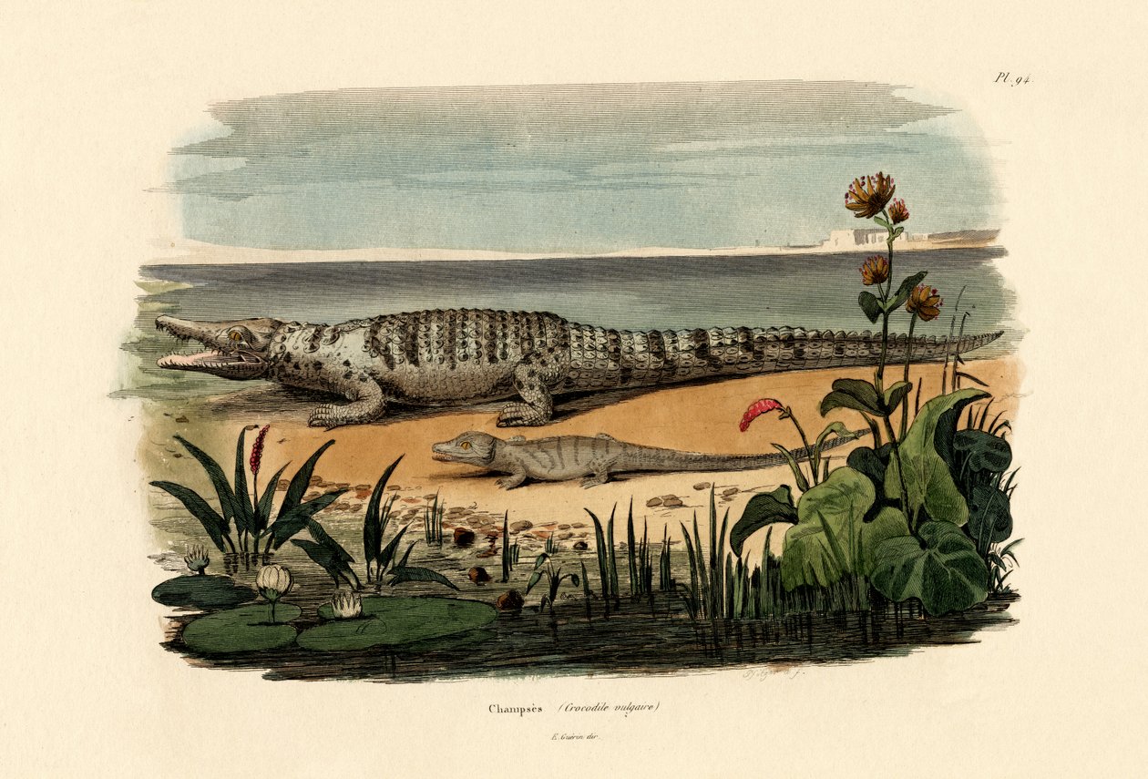 التماسيح ، 1833-1839 بواسطة المدرسة الفرنسية