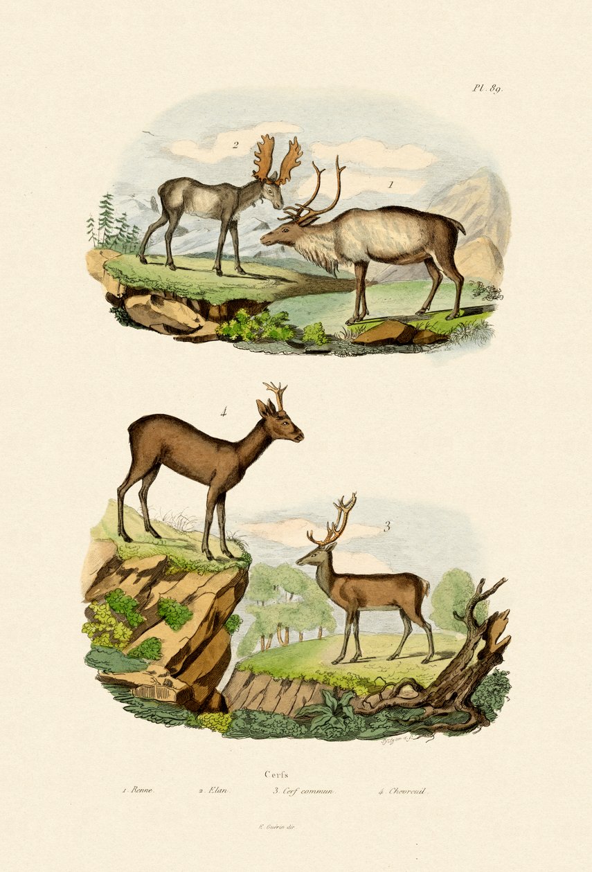 الغزلان ، 1833-1839 بواسطة المدرسة الفرنسية