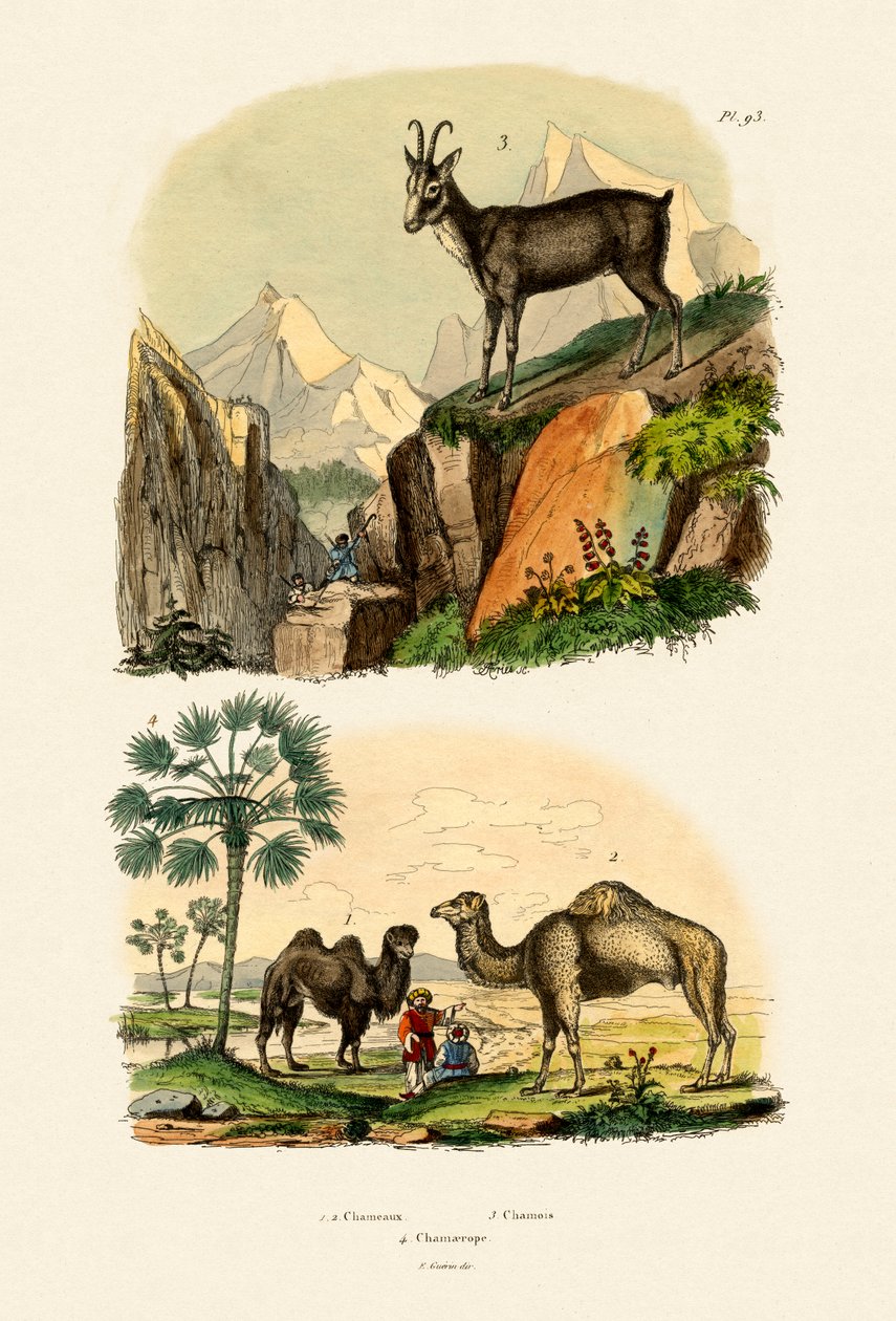 الجمل العربي ، 1833-1839 بواسطة المدرسة الفرنسية
