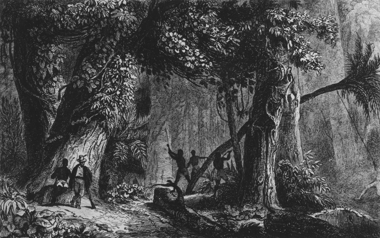 افتتاح غابة من "Bresil ، Columbie at Guyanes" ، بقلم فرديناند دينيس وسيزار فامين 1839 بواسطة المدرسة الفرنسية