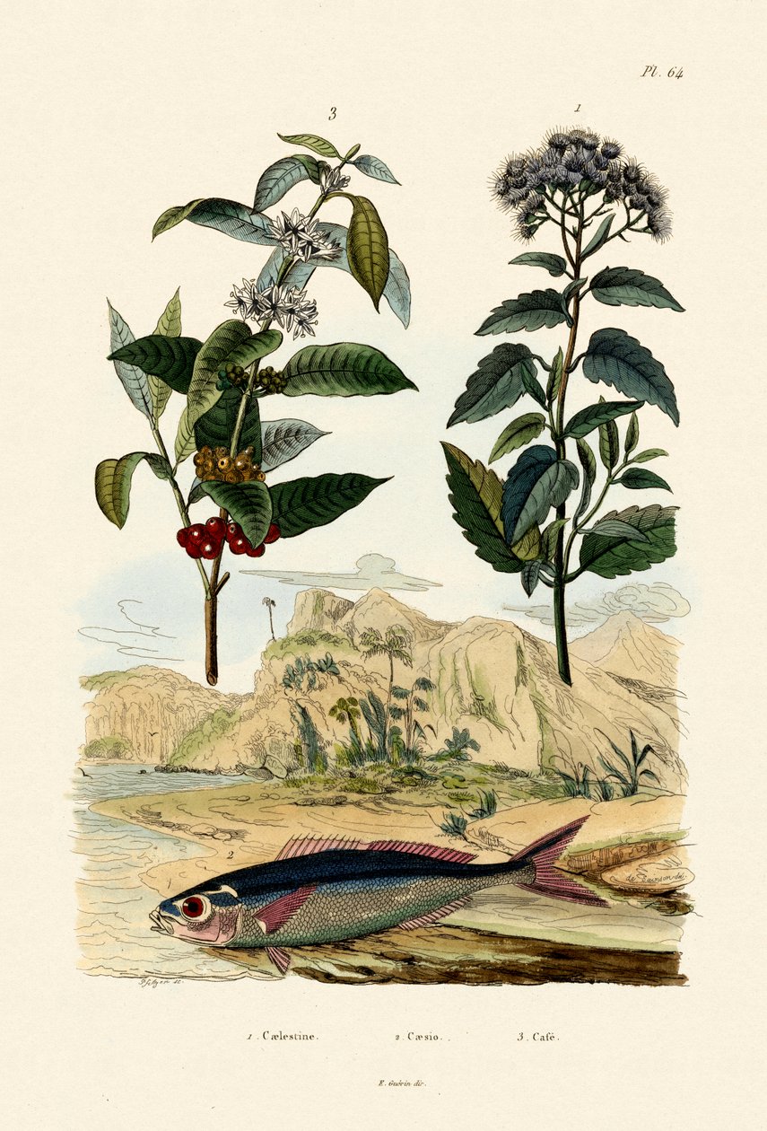 فوسيلير ، 1833-1839 بواسطة المدرسة الفرنسية