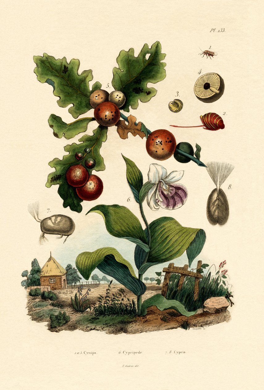دبور المر ، 1833-1839 بواسطة المدرسة الفرنسية
