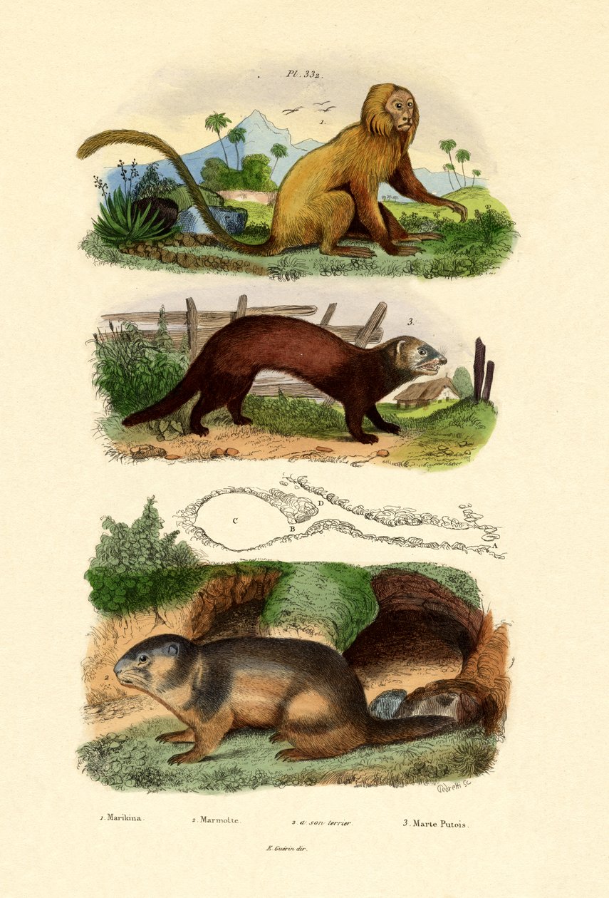 Geoffroys Tamarin ، 1833-1839 بواسطة المدرسة الفرنسية