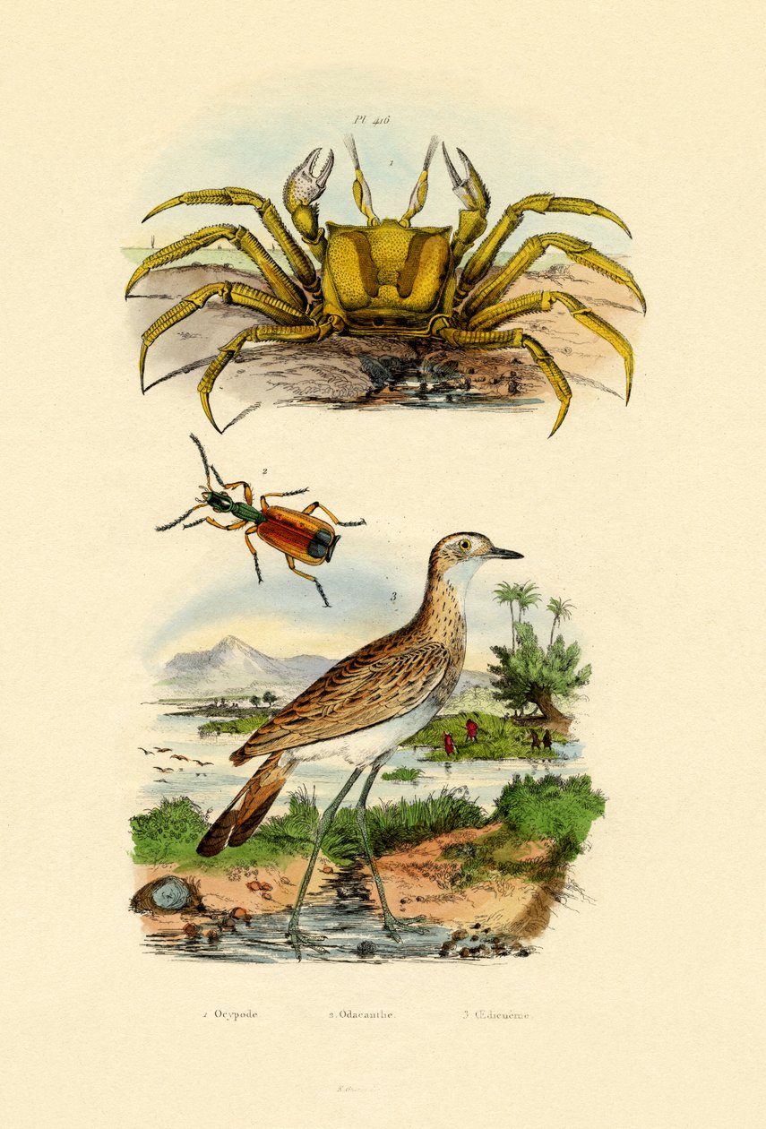 شبح كراب ، 1833-1839 بواسطة المدرسة الفرنسية