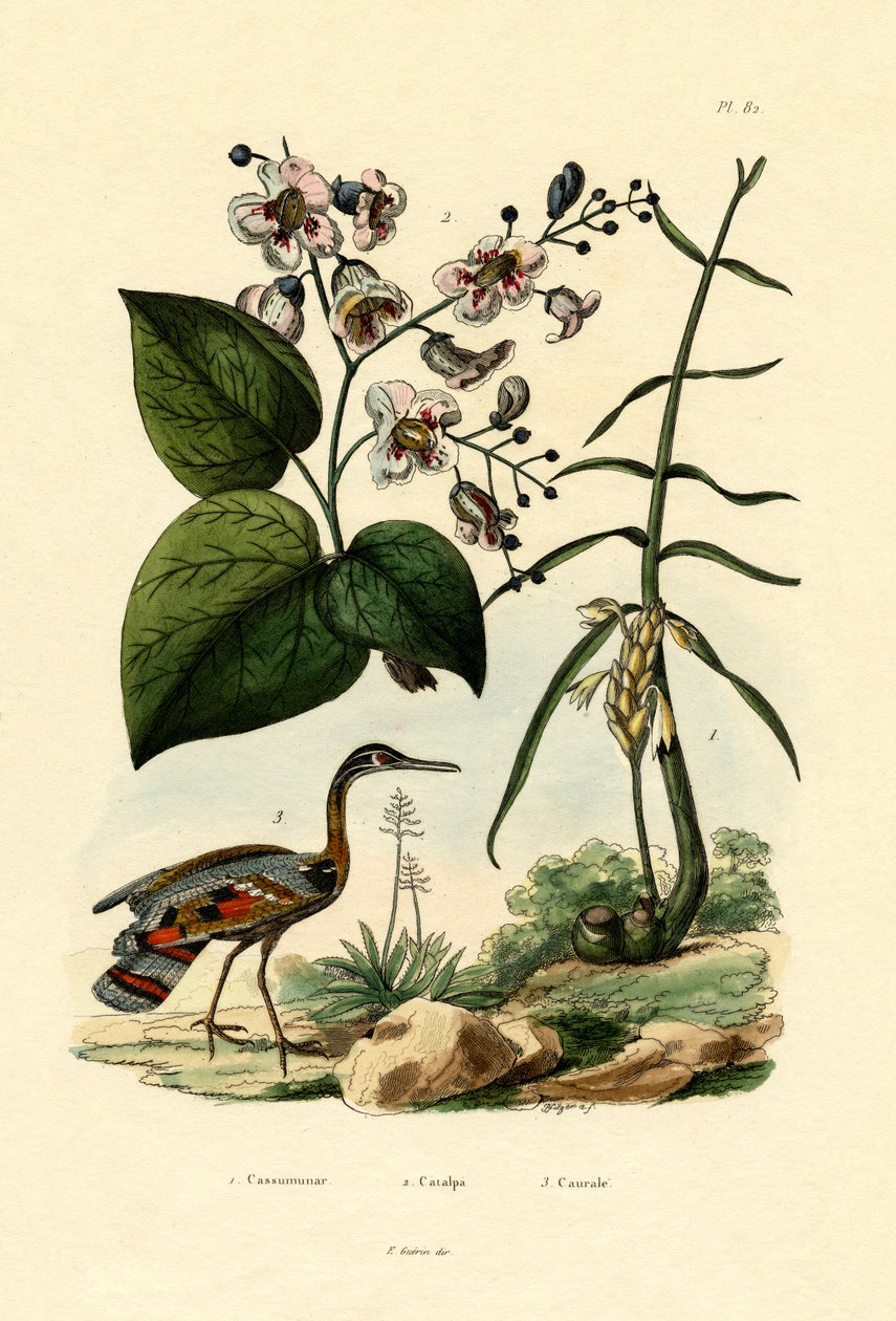 الزنجبيل ، 1833-1839 بواسطة المدرسة الفرنسية