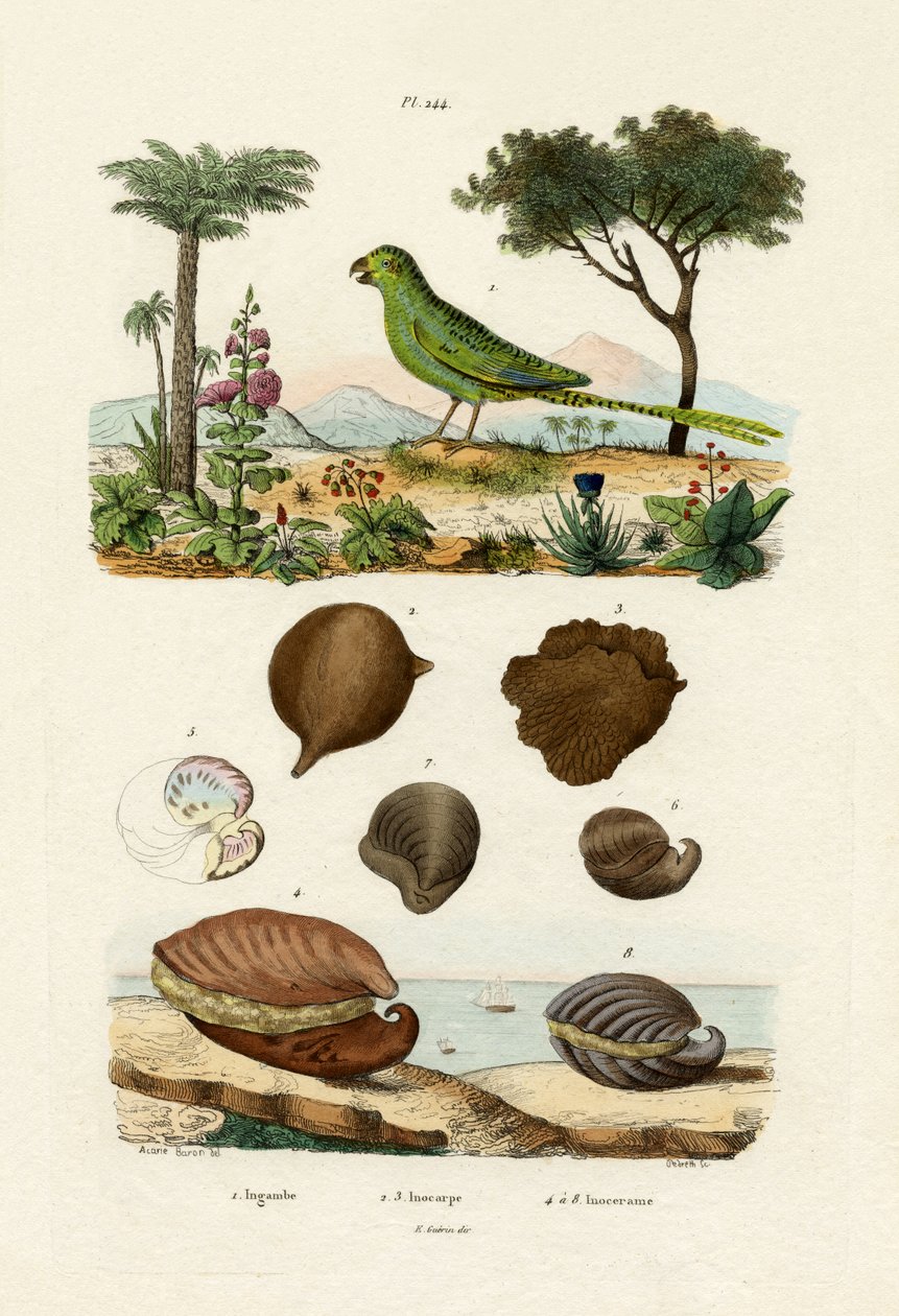 الببغاء الأرضي ، 1833-1839 بواسطة المدرسة الفرنسية