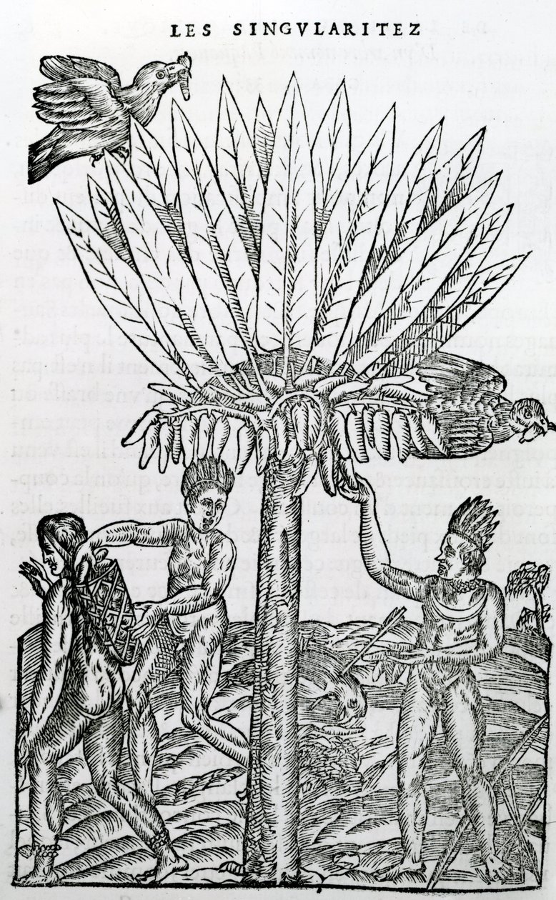 الحصاد ، توضيح من خصوصيات فرنسا في القطب الجنوبي ، بقلم أندريه دي ثيفت ، 1558 بواسطة المدرسة الفرنسية
