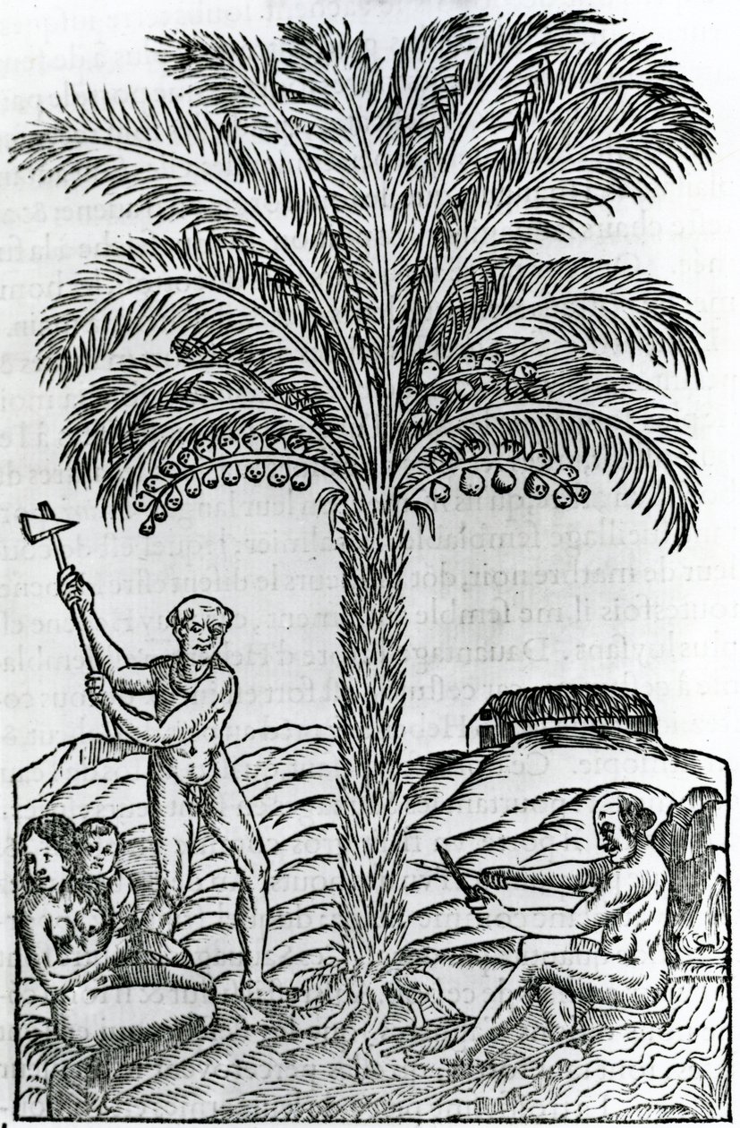 الحصاد ، توضيح من خصوصيات فرنسا في القطب الجنوبي ، بقلم أندريه دي ثيفت ، 1558 بواسطة المدرسة الفرنسية
