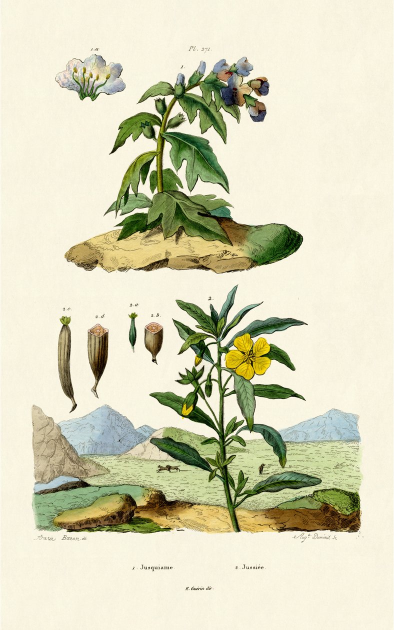 Henbane ، 1833-1839 بواسطة المدرسة الفرنسية