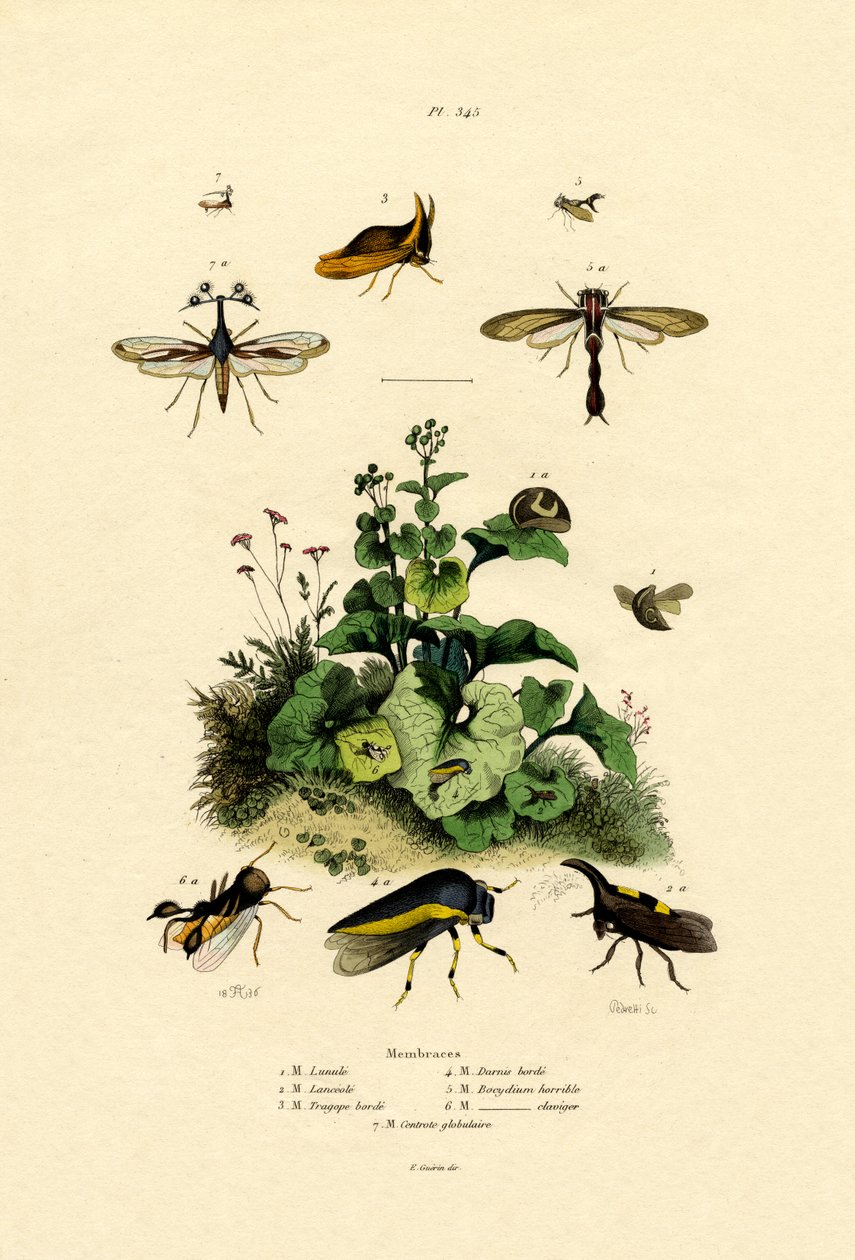 Homoptera ، 1833-1839 بواسطة المدرسة الفرنسية