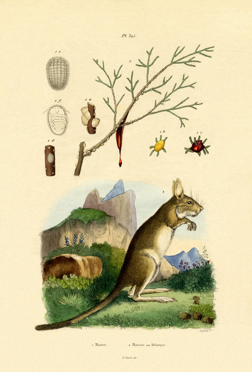 هانيو ، 1833-1839 بواسطة المدرسة الفرنسية