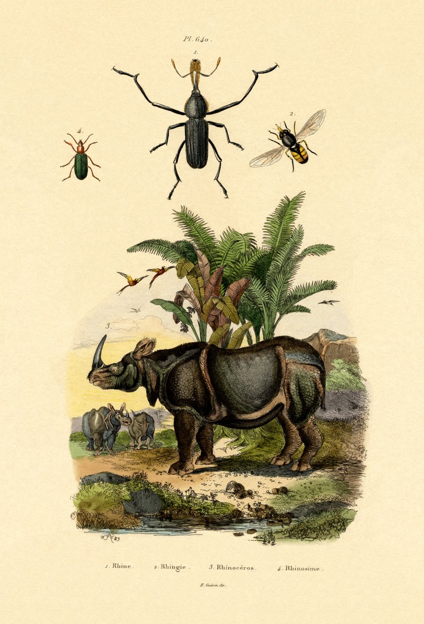 Hoverfly ، 1833-1839 بواسطة المدرسة الفرنسية