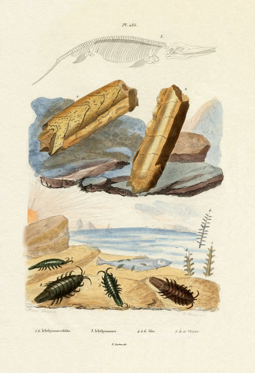 Ichtyosaurus1833-39 بواسطة المدرسة الفرنسية