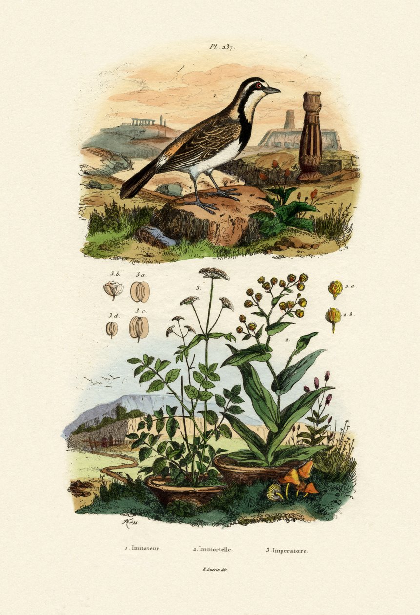 مقلد Sparrowhawk ، 1833-1839 بواسطة المدرسة الفرنسية