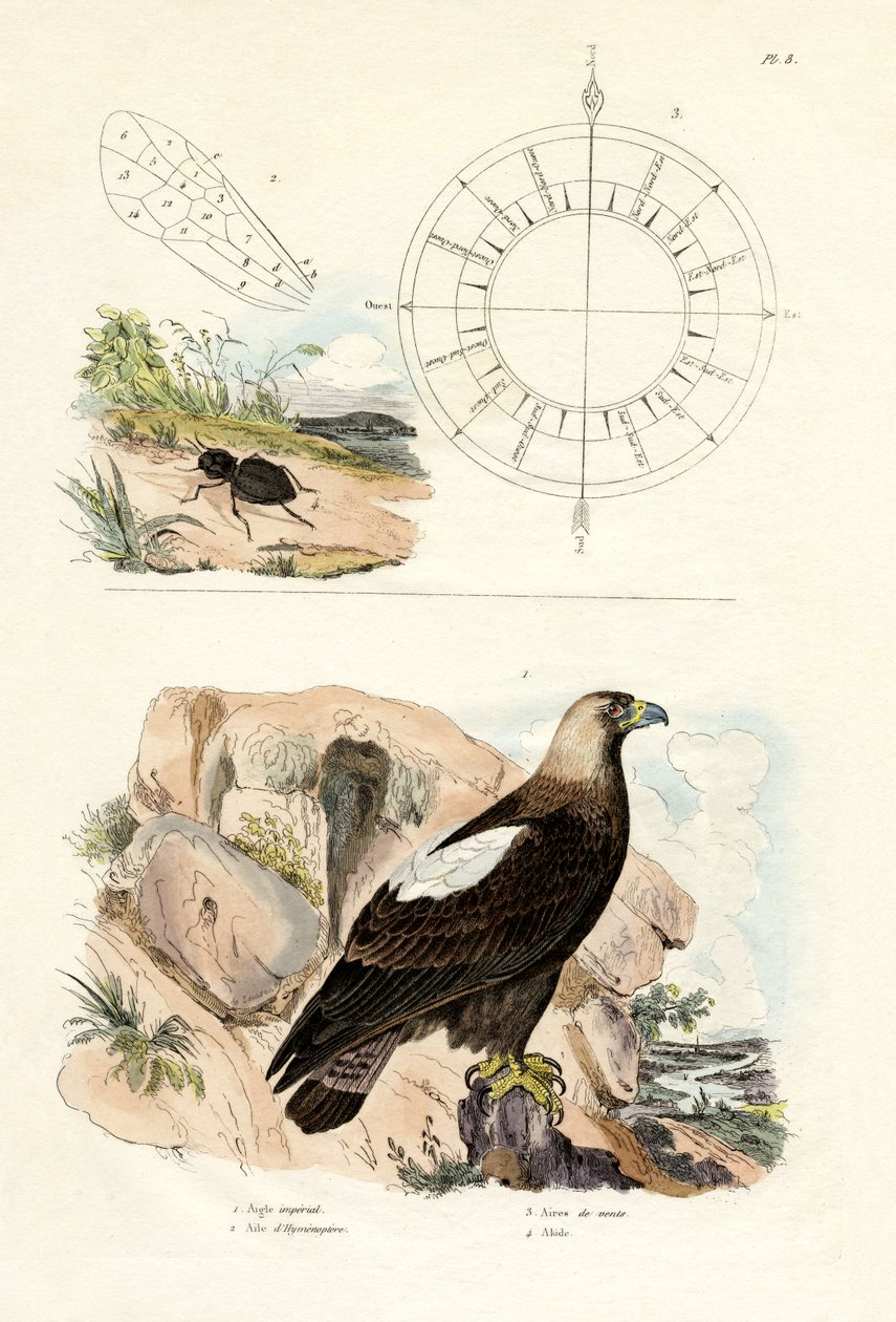 النسر الإمبراطوري ، 1833-1839 بواسطة المدرسة الفرنسية