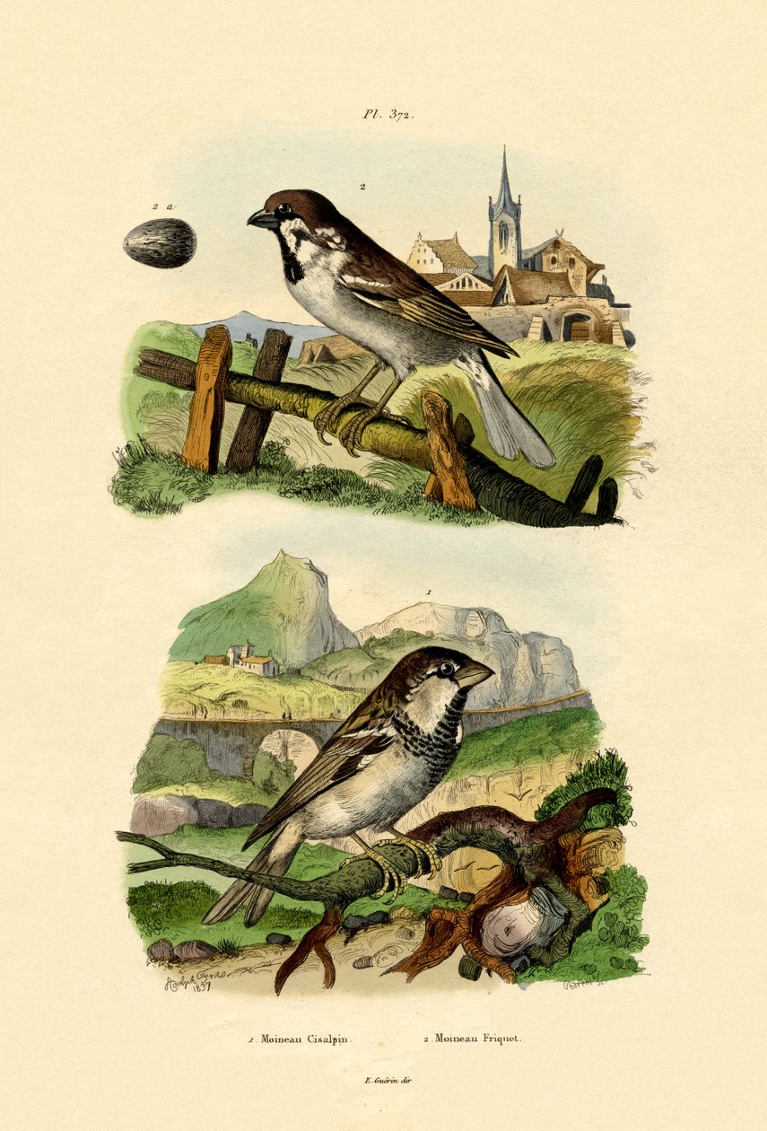 العصفور الإيطالي ، 1833-1839 بواسطة المدرسة الفرنسية