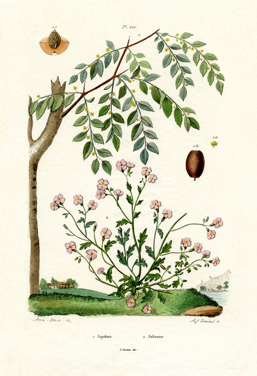 عناب ، 1833-1839 بواسطة المدرسة الفرنسية