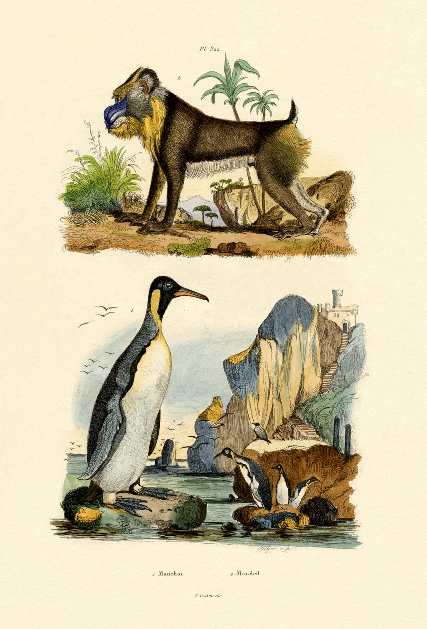 الملك البطريق 1833-1839 بواسطة المدرسة الفرنسية