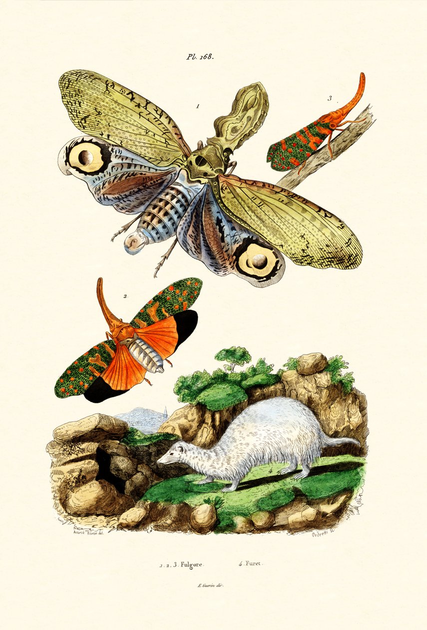 Lanternfly ، 1833-1839 بواسطة المدرسة الفرنسية